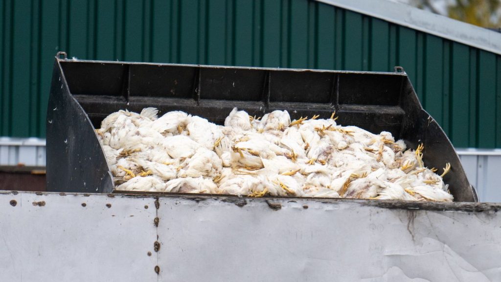 Geflügelpest in Brandenburg: Keine Entwarnung bei Vogelgrippe - Steigende Zahlen erwartet