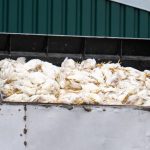 Geflügelpest in Brandenburg: Keine Entwarnung bei Vogelgrippe - Steigende Zahlen erwartet