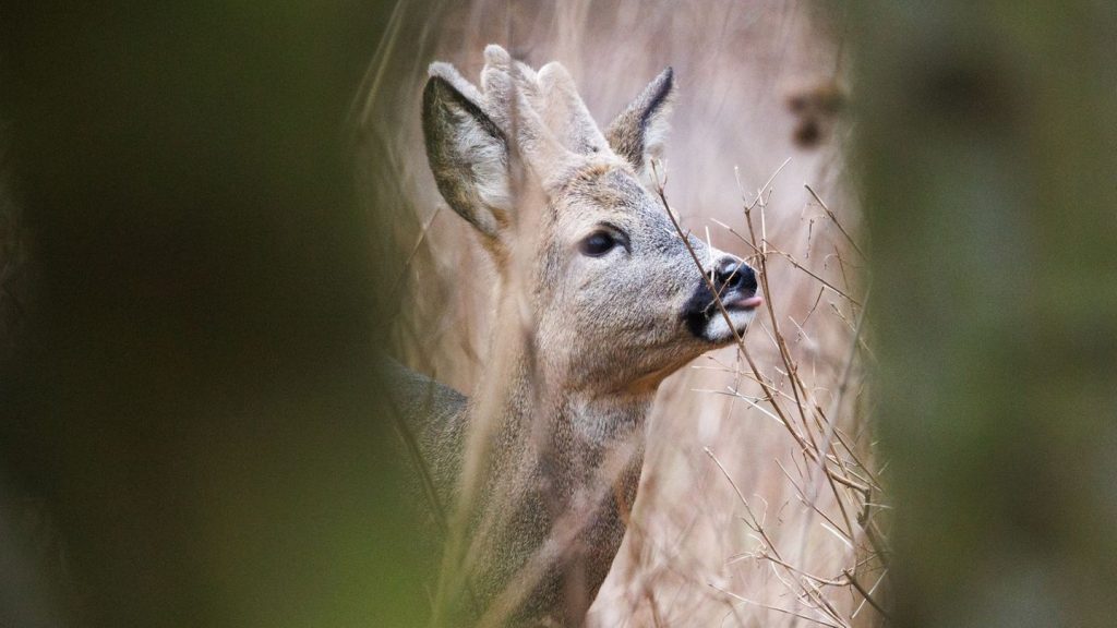 Kriminalität: Reh in Gehege erschossen - Wilderei?