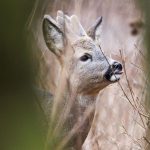 Kriminalität: Reh in Gehege erschossen - Wilderei?