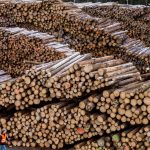 Holzimperium: Nach Ziegler-Insolvenz weiter Ermittlungen gegen Manager