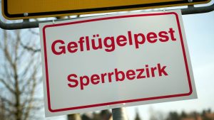 Tierseuche: Vogelgrippe-Verdachtsfälle in zahlreichen weiteren Regionen