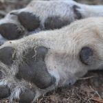 Tiere: Sachsen: 240 tote Wölfe in 25 Jahren gefunden