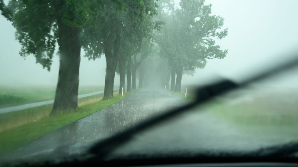Statistik: Zahl tödlicher Baumunfälle geht zurück – Gefahr bleibt