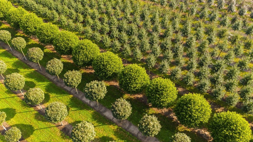 Wo das Grün wächst: Niedersachsen hat die meisten Baumschulen