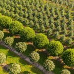 Wo das Grün wächst: Niedersachsen hat die meisten Baumschulen