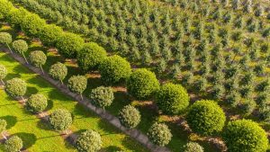 Wo das Grün wächst: Niedersachsen hat die meisten Baumschulen