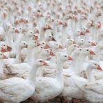 Landwirtschaft: Geflügelpest in zwei nordfriesischen Betrieben festgestellt