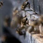 Brände: Flammen vernichten Bienenhaus und zwei Bienenvölker