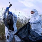 Geflügelpest: Mehr als 118.000 tote Tiere wegen Vogelgrippe