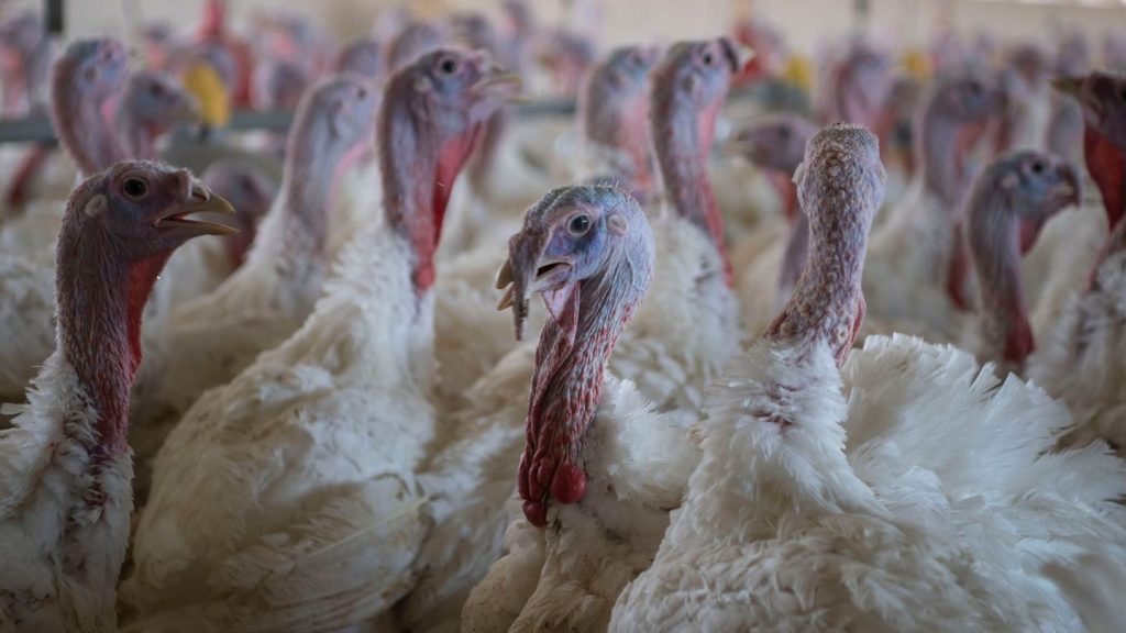 Tierseuche: Landkreise stemmen sich gegen Ausbreitung der Geflügelpest