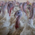 Tierseuche: Landkreise stemmen sich gegen Ausbreitung der Geflügelpest