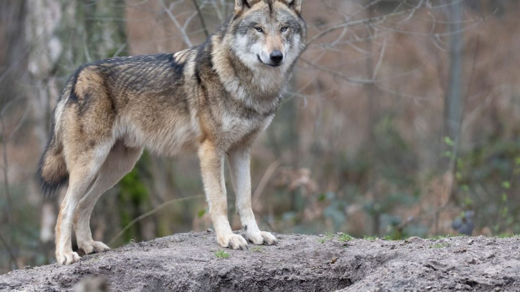 Temporäre Maßnahme: Vorderpfalz wird als Wolfspräventionsraum ausgewiesen