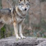 Temporäre Maßnahme: Vorderpfalz wird als Wolfspräventionsraum ausgewiesen