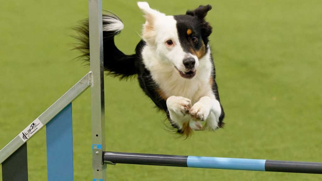 Besuchermesse in Dortmund: Hunden und Pferden gehört Bühne - Wettbewerb im Dog Dancing
