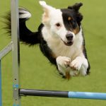 Besuchermesse in Dortmund: Hunden und Pferden gehört Bühne - Wettbewerb im Dog Dancing