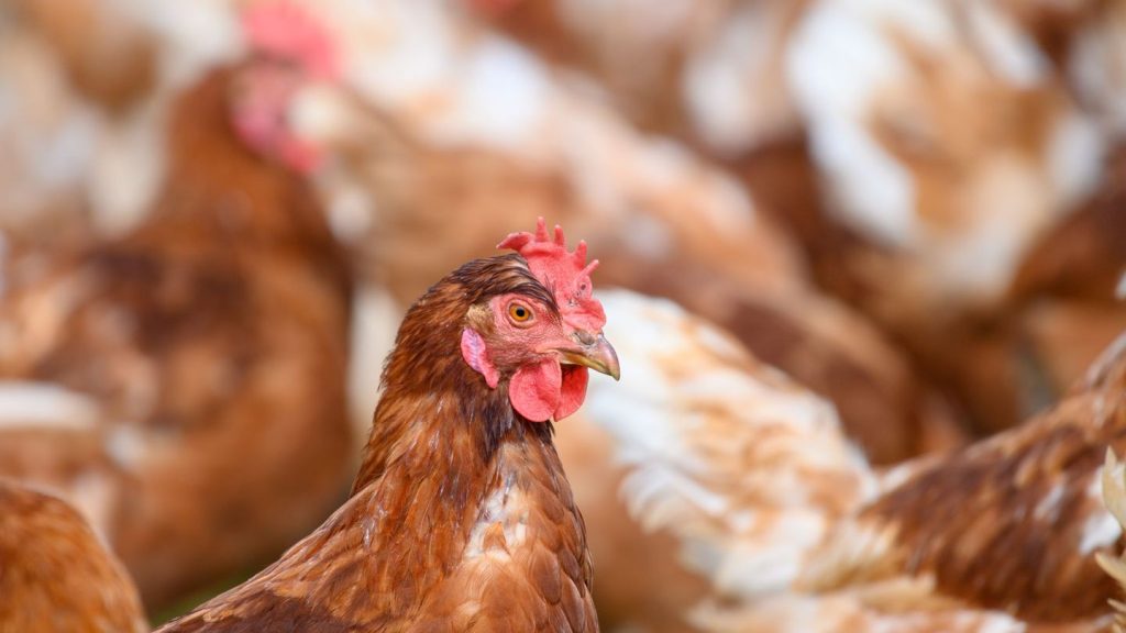 Tierseuche: Vogelgrippe: 40.000 Legehennen werden getötet