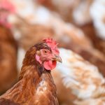 Tierseuche: Vogelgrippe: 40.000 Legehennen werden getötet