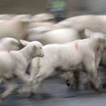 Angriff beim Fußball: Schaf verletzt Siebenjährigen in Schwaben