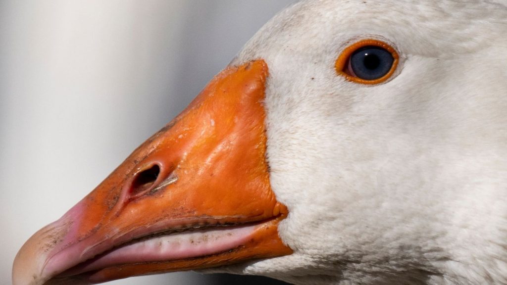 Tierseuche: Vogelgrippe in Hessen breitet sich "sehr dynamisch" aus