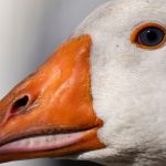 Tierseuche: Vogelgrippe in Hessen breitet sich "sehr dynamisch" aus