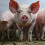 Brände: Großbrand - Schweinestall steht komplett in Flammen