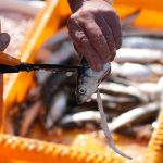 PFAS in Nord- und Ostsee: Greenpeace warnt vor Ewigkeitschemikalien in Muscheln und Fischen