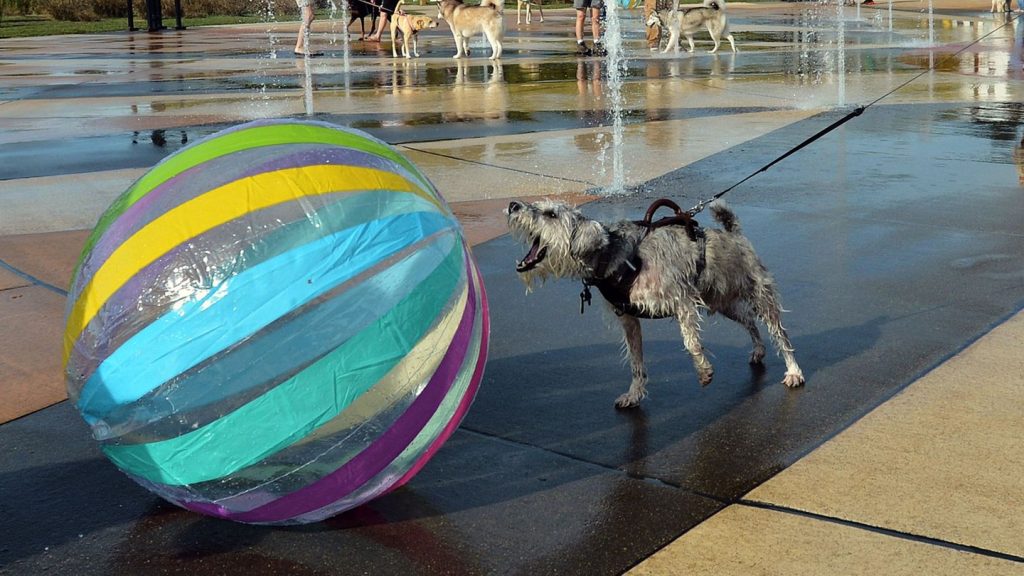 Forschung: Nicht ohne meinen Ball: Auch Hunde können spielsüchtig sein