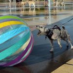 Forschung: Nicht ohne meinen Ball: Auch Hunde können spielsüchtig sein