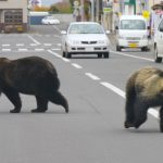 Attacken häufen sich: Schon mindestens fünf Tote durch Bärenangriffe – was ist los in Japan?