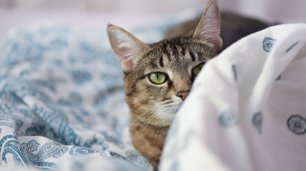 Lieber getrennt schlafen: Katze im Bett? Für mich der absolute Albtraum