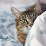 Lieber getrennt schlafen: Katze im Bett? Für mich der absolute Albtraum