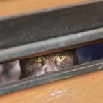Haustiere: Wie lange dürfen Katzen allein zu Hause bleiben?