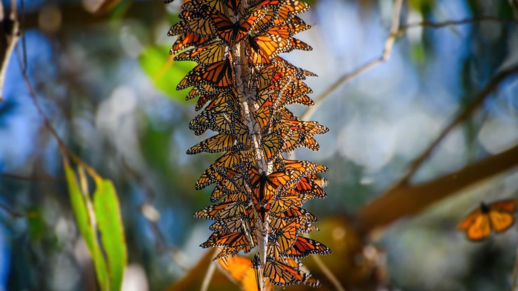Zoologie: Schlangen, Haie, Schmetterlinge: die spektakulärsten Tierwanderungen