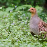 Öffentliche Abstimmung: Vogel des Jahres gekürt: Ein alter Bekannter macht das Rennen
