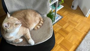 Big Hug³: Stoov-Heizdecke im Test: Überzeugt die kabellose Wärmeauflage für Stühle?