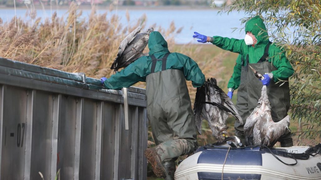 Tiervirus: Vogelgrippe breitet sich aus – Tausende Kraniche verendet
