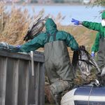 Tiervirus: Vogelgrippe breitet sich aus – Tausende Kraniche verendet
