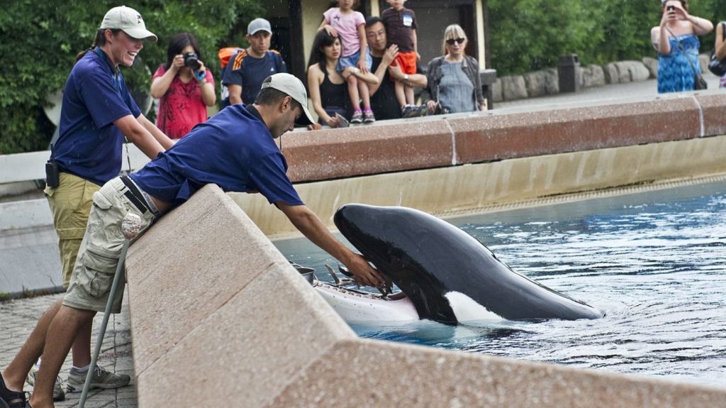 Kanada: Tierpark fordert Geld und droht mit Tötung von 30 Walen