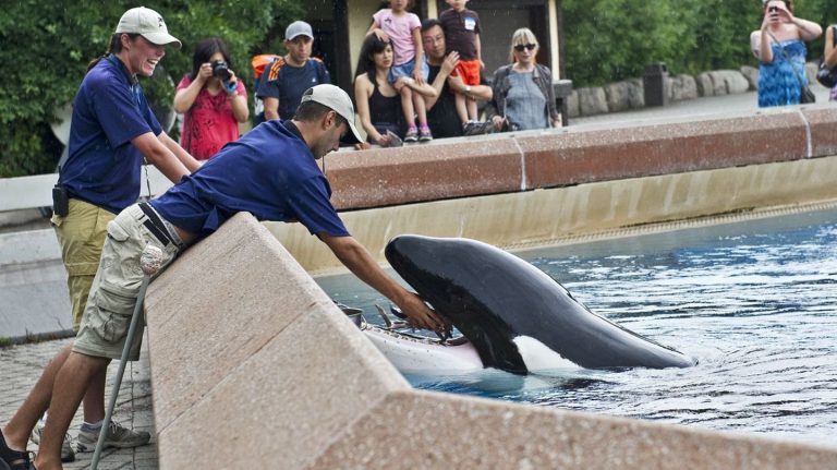Kanada: Tierpark fordert Geld und droht mit Tötung von 30 Walen
