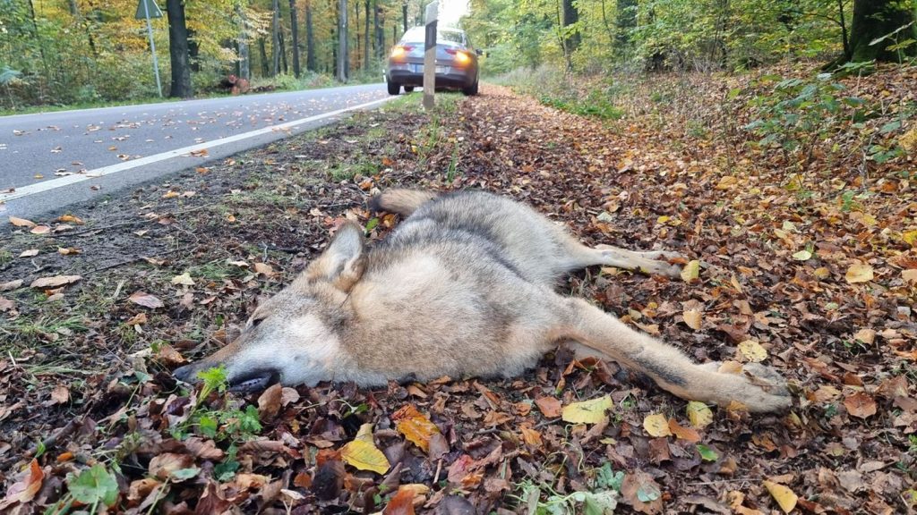Wölfe: Wolfspopulation wächst – Straßenverkehr oft Todesfalle