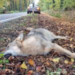Wölfe: Wolfspopulation wächst – Straßenverkehr oft Todesfalle