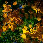 Milder Novemberstart: Heitere und trockene Tage in Rheinland-Pfalz und Saarland