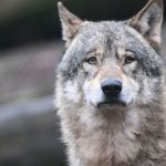 Tote Tiere: Wolf war für Ziegenrisse im Nordschwarzwald verantwortlich