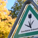 Klimapolitik: Baumgesetz soll Berlin grüner machen