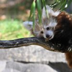 Tiere: Zoo Hannover trauert um Jungtier: Kleiner Panda gestorben