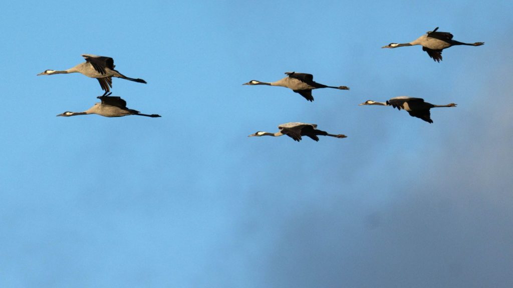 Tierseuche: Noch immer keine Klarheit nach Vogelgrippe-Verdachtsfällen