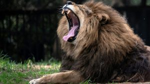 Schließung von Zoo in Neuseeland: Sieben Löwen sollen eingeschläfert werden