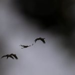 Tierseuche: Vogelgrippe: Mehr als 680.000 Tiere verendet oder getötet