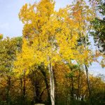 Natur: Zitterpappel wird Baum des Jahres – Lebensretterin im Wald